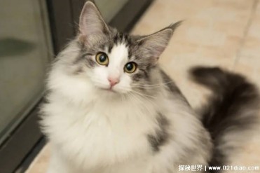 可在零下20度环境中生存的猫 挪威森林猫(毛发浓密)