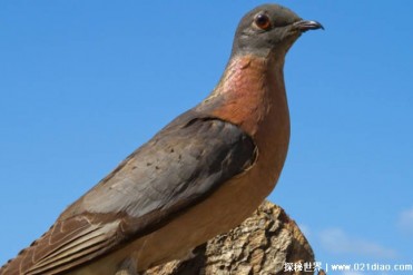 因肉质鲜美被人类吃灭绝的生物 旅鸽仅用100年(喜...