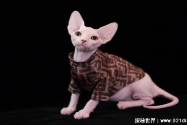世界上最丑陋的猫猫 斯芬克斯猫是无毛猫(肌肉发达)