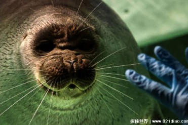 唯一生活在淡水中的海豹 贝加尔海豹体长1米(潜水...