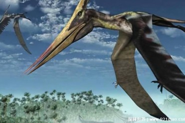 风神翼龙以霸王龙为食 双翼较大适合长途滑行(飞...