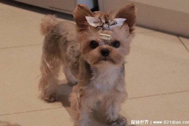 约克夏受欢迎的原因 是小巧玲珑的一种犬种(比较...
