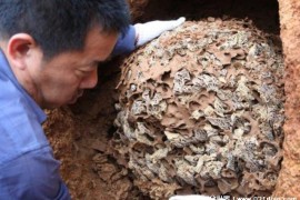  浙江当地发现巨型的白蚁巢 白蚁数量达100多万(深4米)