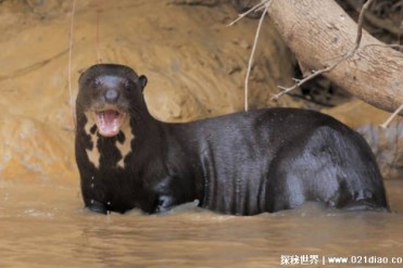 连美洲豹都畏惧三分的巨獭 战斗能力很强(体型较大)