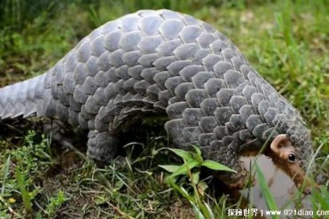 被人们吃成濒危物种的穿山甲 鳞片药用价值高(哺...