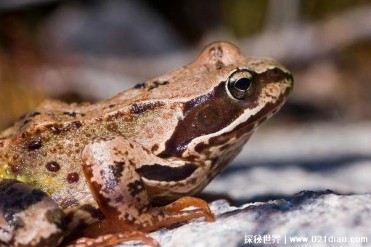 世界上最大的两栖动物 非洲巨蟾蜍体型庞大(长30...