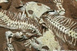 迄今发现三大惊人的化石 四翼恐龙发现于辽宁(意义重大)