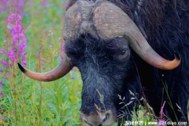 世界上皮毛最长的动物 麝牛可抵御寒冷(不是真的牛)