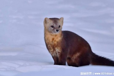 被誉为森林精灵的动物 紫貂是小型哺乳动物(长30...