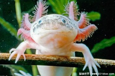 墨西哥钝口螈是墨西哥特有物种 被称六角恐龙(外...