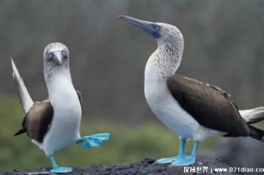 被称为鸟界沙雕之王 蓝脚鲣鸟热带海鸟的代表(体...