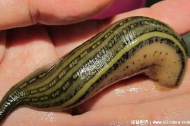 神秘而又可怕的生物 蚂蟥是海洋节肢动物(外形像...