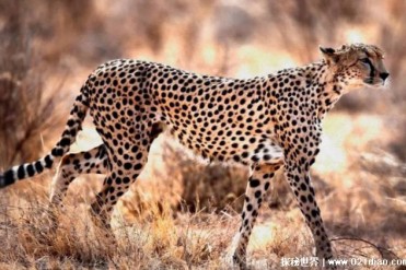 时速可达112公里的陆生动物 猎豹捕猎技巧高(数量...