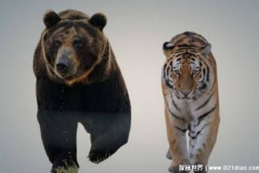 西伯利亚虎和棕熊哪个更厉害 难以回答(实力不同)