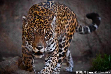 美洲豹是属于豹科还是虎科 属于豹科动物(和豹更...