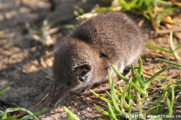 澳洲和新西兰的本土动物 北小麝鼩体型较小(比较...