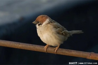 麻雀为什么年年减少麻雀遭到的农药影响(杂食性动物)