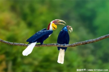 以其珍贵的头骨而闻名于世的鸟类盔犀鸟(体型较大)