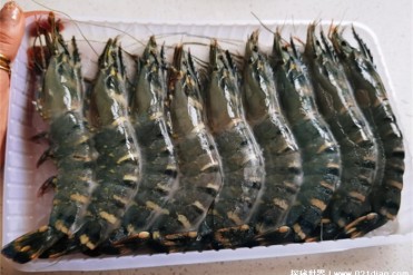 美国一种神奇的生物黑虎虾一次可产50万枚卵(生命...