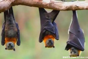 唯一会飞的哺乳动物毒王蝙蝠喜欢倒挂着睡觉(因生...