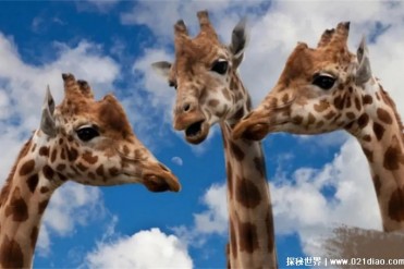 长颈鹿自保本能用修长的脖颈和四肢作为武器(攻击...