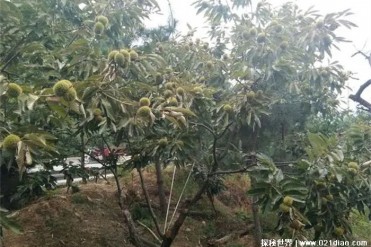 美国板栗功能灭绝的原因板栗疫病菌入侵(历史悠久)