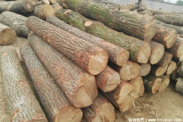 梓木被称为万木之王应用范围比较广(生存能力强)