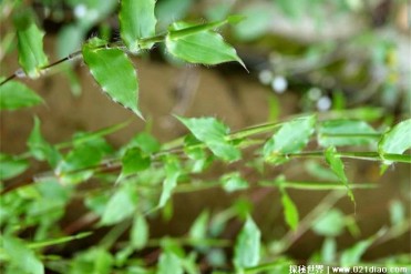 被称为帝王草的药用植物荩草药用价值很高(分布广泛)