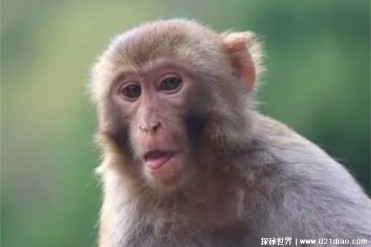 自然界中典型的群居动物猕猴分布范围广泛(数量较多)