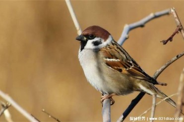 北美麻雀的雌鸟选择配偶考虑的因素注重外貌(小型...