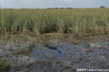 世界上十大著名野生动物园排名第一比较丰富(位于...