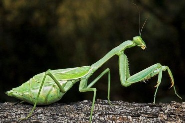 世界上最强的螳螂 (非洲绿巨螳、刺花螳螂等)