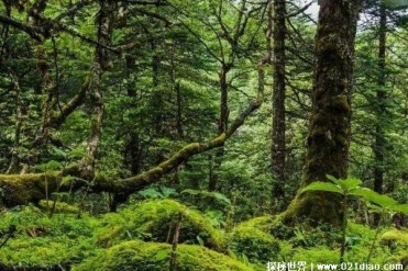 世界上最北的热带雨林 西藏墨脱热带雨林(物种丰富)