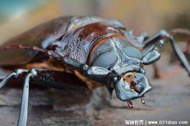 世界上最大的甲虫 泰坦甲虫体长达到17厘米(成虫...