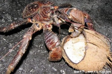 世界上已知最大的陆生蟹 椰子蟹以椰子为食(长40...