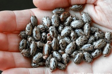 世界上最毒的毒素 蓖麻毒素是砒霜毒性上千倍(没...