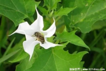 世界上最毒的花 曼陀罗浑身上下带有剧毒(毒性超强)