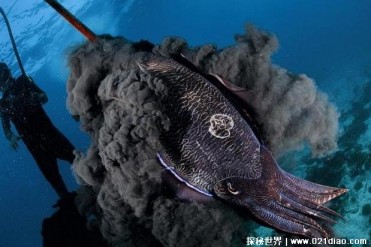 乌贼的一种特殊防御机制 喷墨汁比较独特(自我防卫)