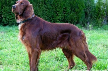 世界上最高大的猎犬 爱尔兰猎犬身高可达一米(力...