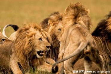 有些动物喜欢成群的原因 提供合作的机会(共同狩猎)