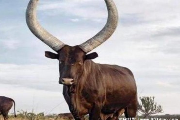 世界上最大的牛角 单角的长度超过了1.4米(重量惊人)