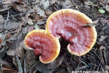 灵芝是什么植物 是多孔菌类植物药用价值很高(作...