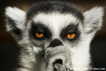 动物的臭气有什么用 可起到防御和警告的作用(保...