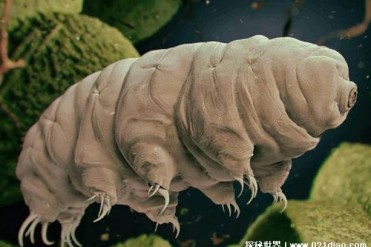 一种微小而又神奇的生物 水熊虫生存能力强(适应...