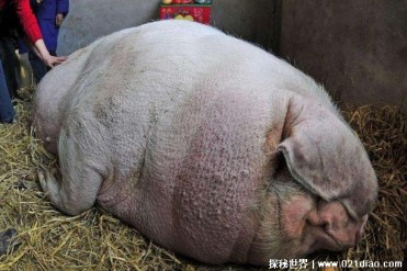世界上体型最大的猪 重达到了1800斤长2.5米(被称...