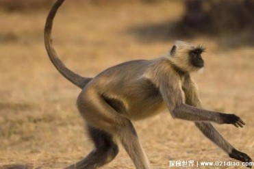 动物的尾巴有哪些主要功能 可以起到保持平衡(增...