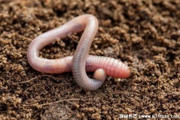 自然界中常见的无脊椎动物 蚯蚓眼睛结构简单(以...