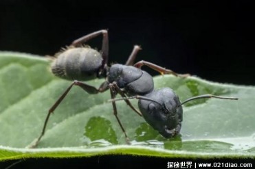 蚂蚁为什么很忙碌 不同的蚂蚁承担不同的任务(提...