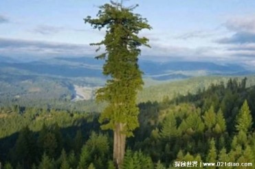 世界上最高的树 澳大利亚草原上的桉树高156米(生...