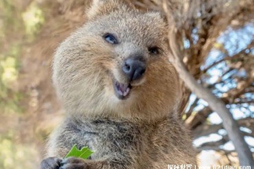 世界上最快乐的动物 短尾矮袋鼠自带笑容(体型较小)